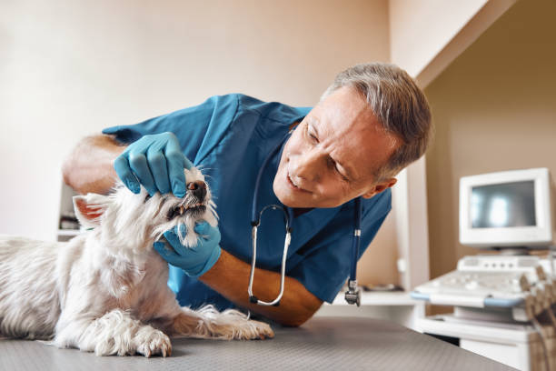 Best Emergency Dental Extractions in Harvey, IL